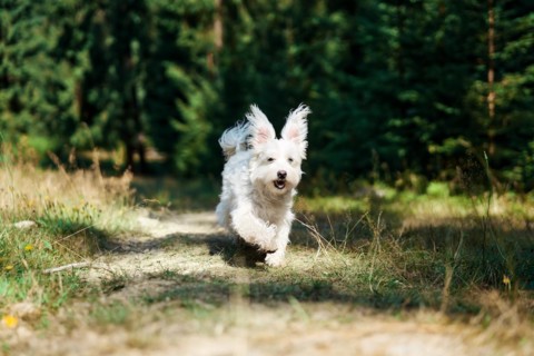 Funny cute dog playing and running outside in forest. Pets concept