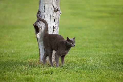 DOMESTIC CAT, MATURE, RUBBING AGAINST POST, NAMIBIA