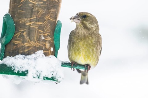 European greenfinch (Chloris chloris) male, on feeding cylinder, Munich, Bavaria, Germany, Europe