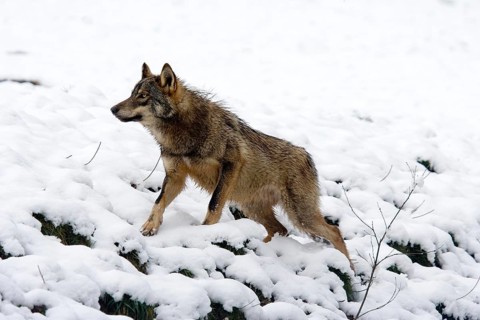 Iberian Wof (canis lupus signatus), Adult standing on Snow