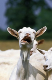 SAANEN GOAT, ADULT CALLING