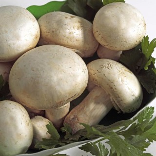 Button or Cultivated Mushroom (agaricus bisporus)