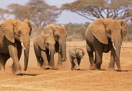 African Elephant (loxodonta africana), Herd at Samburu Park in Kenya