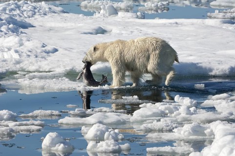Polar bear (Thalassarctos maritimus), female with captured ringed seal (Phoca hispida),