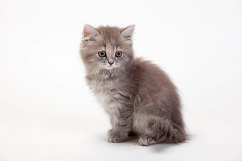 British longhair cat, blue-torbie-mackarel, kitten, 10 weeks, Highlander, Lowlander, Britanica, BLH