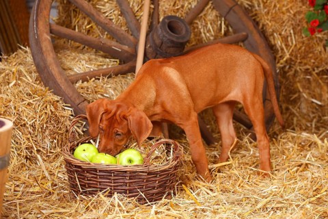Rhodesian Rigdeback, puppy bitch, 14 weeks, basket with apples