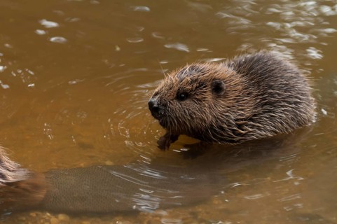 European beaver (Castor fiber), juvenile, Rosenheim, Bavaria, Germany, Europe