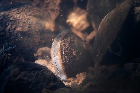 Freshwater pearl mussel (Margaritifera margaritifera), underwater photo in stream, lying in the