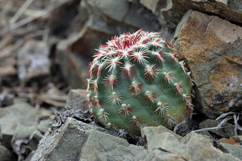 Echinocereus viridiflorus, USA, North America