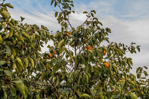 Closeup of persimmon tree with ripe persimmons on branches and partly cloudy blue sky in