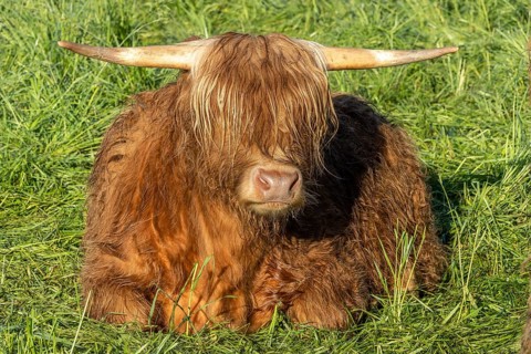 Galloway bark (Bos taurus), illuminated by the sun and lying on green grass