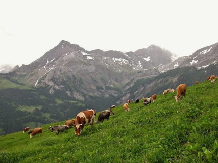 Grazing cows in the Bernese Oberland, Switzerland, Europe