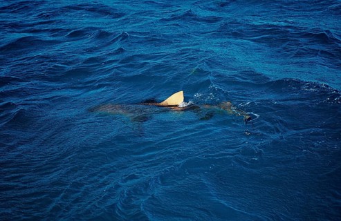 Lemon Shark at the surface, Shark fin, Negaprion brevirostris, Bahamas, Atlantic Ocean, Central