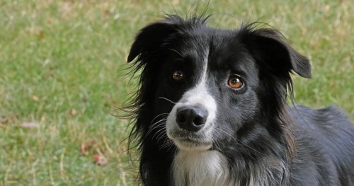 Border Collie Dog on Grass, Portrait of male