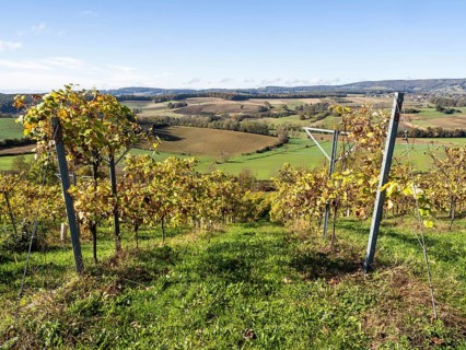 Vineyard with vines in autumn, south-eastern Styrian hill country, Styria, Austria, Europe