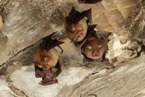 Lesser horseshoe bat (Rhinolophus hipposideros), female with young in maternity roost, bat