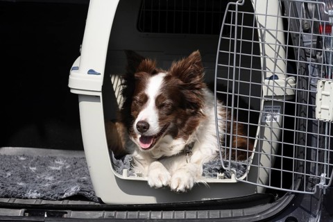 Border collie lying in a dog box in the boot of the car
