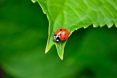 Ladybird on hydrangea leaf, seven-spott ladybird (Coccinella septempunctata), hortensias