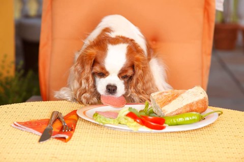 Cavalier King Charles Spaniel, blenheim, steals sausage from plate/bread, bad habit