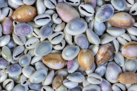 Cowrie shells