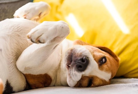 Beagle dog tired sleeps on a couch in funny position. Dog in house concept