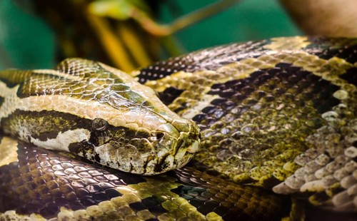 Head and eye big snake anaconda close up