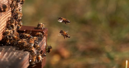 European Honey Bee (apis mellifera), Bees standing at the Entrance of The Hive, Insect in Flight,