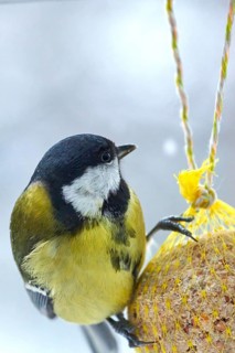 Great tit (Parus major), feeding on a fat ball, bird feeding station, Wisamr, Mecklenburg-Western