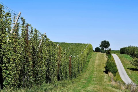 Hops ripe for harvesting, overview hop garden, panorama hop field, hill, mountain, hop vines, hop