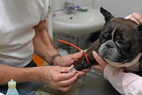 French bulldog at the vet. Preparation for blood sampling, blood sampling on the leg