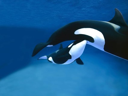 Killer Whale (orcinus orca), Female with Calf