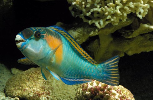 PARROT FISH (scarus) sordidus