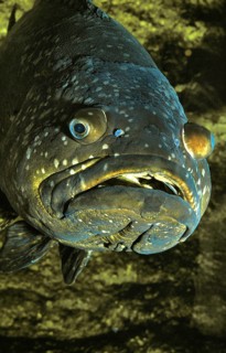 Giant Merou (epinephelus lanceolatus), Adult