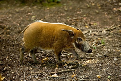 Red River Hog (potamochoerus porcus) or Bush Pig, Adult