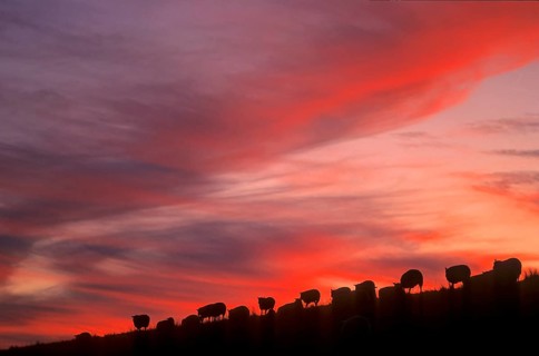 Country sheep, domestic sheep, flock of sheep at the dike, North Sea, North Frisia
