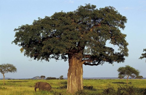 BAOBAB AND AFRICAN ELEPHANT (loxodonta africana), TARANGIRE PARK IN TANZANIA