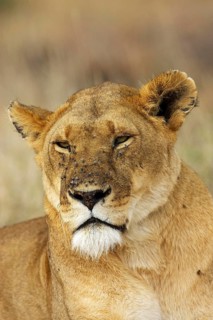 African Lion (panthera leo), Portrait of Female covered with Flies, Masai Mara Park in Kenya