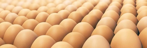 Lots of brown chicken eggs in panorama format