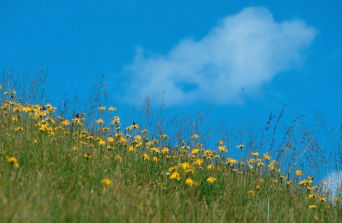 Mountain arnica (Arnica montana), Alps