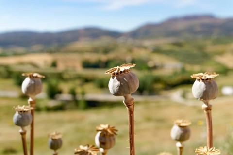 Mature seed heads of opium poppy (Papaver), somniferum, wild in the field with an out-of-focus