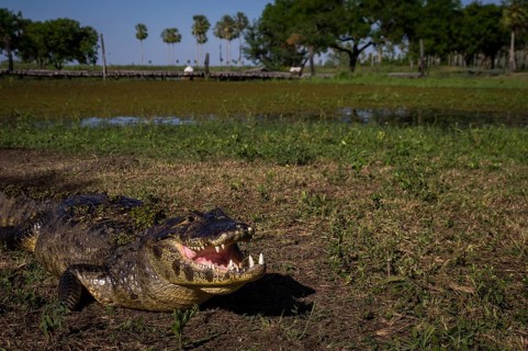 Yacare Caiman, crocodile with open mouth on a green meadow in wetlands in the Pantanal, Paraguay,