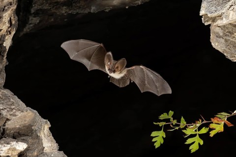 Grey long-eared bat (Plecotus austriacus) in flight, Thuringia, Germany, bat threatened with