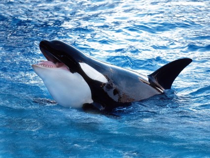Killer Whale (orcinus orca), Adult Breatching