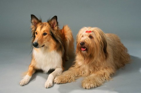 Rough collie and mixed breed dog