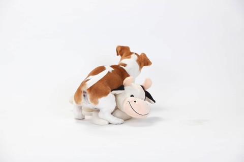 Jack Russell Terrier, puppy, 9 weeks, bitch, mounts cuddly toy, toy, ramming, ramming, mount