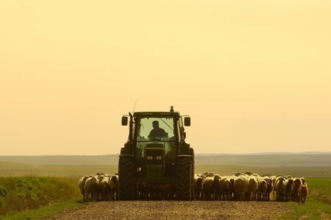 Shepherd on tractor with flock of sheep, Villafafila, Zamora, Castile-Leon, Spain, domestic sheep,