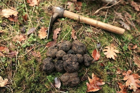 Black truffle (tuber melanosporum), Perigord truffle, Perigord truffle, Perigord truffle, Black