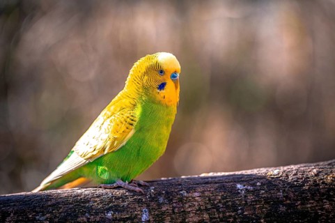 Budgie (Melopsittacus undulatus) in its natural environment in sunshine, Eisenberg, Thuringia,