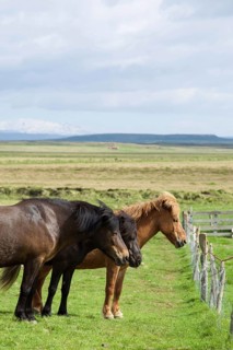Icelandic horses on a pasture in the south of Iceland