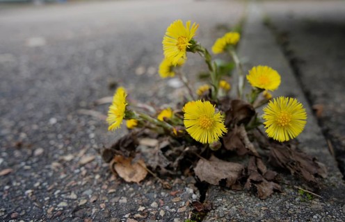 Coltsfoot (Tussilago farfara), Schwäbisch Hall, Kochertal, Kocher, Hohenlohe, Heilbronn-Franken,